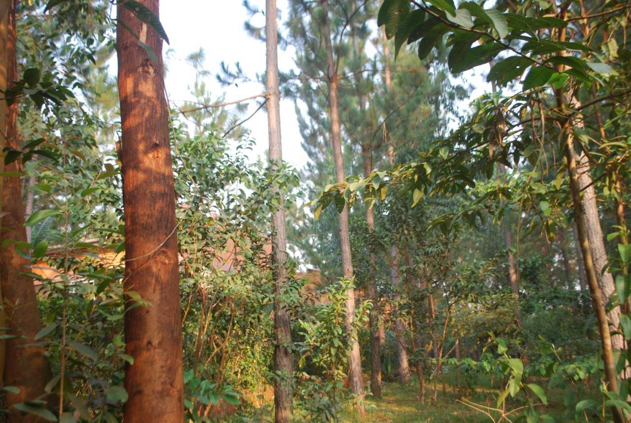 Saltek Forest Cottages Masindi 外观 照片